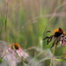 Fall Grasses and Coneflowers by tosee