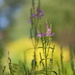 Obedient Plant by tosee