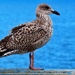 sea gull by ianmetcalfe