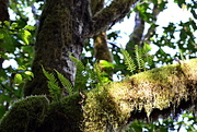 29th Jun 2020 - Ferns in Moss on Tree