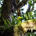 Ferns in Moss on Tree by stephomy