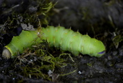 12th Aug 2020 - Green Caterpillar 