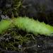 Green Caterpillar  by stephomy