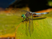 2nd Sep 2020 - blue dasher dragonfly