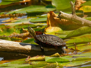 2nd Sep 2020 - painted turtle 
