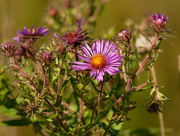 2nd Sep 2020 - New England aster
