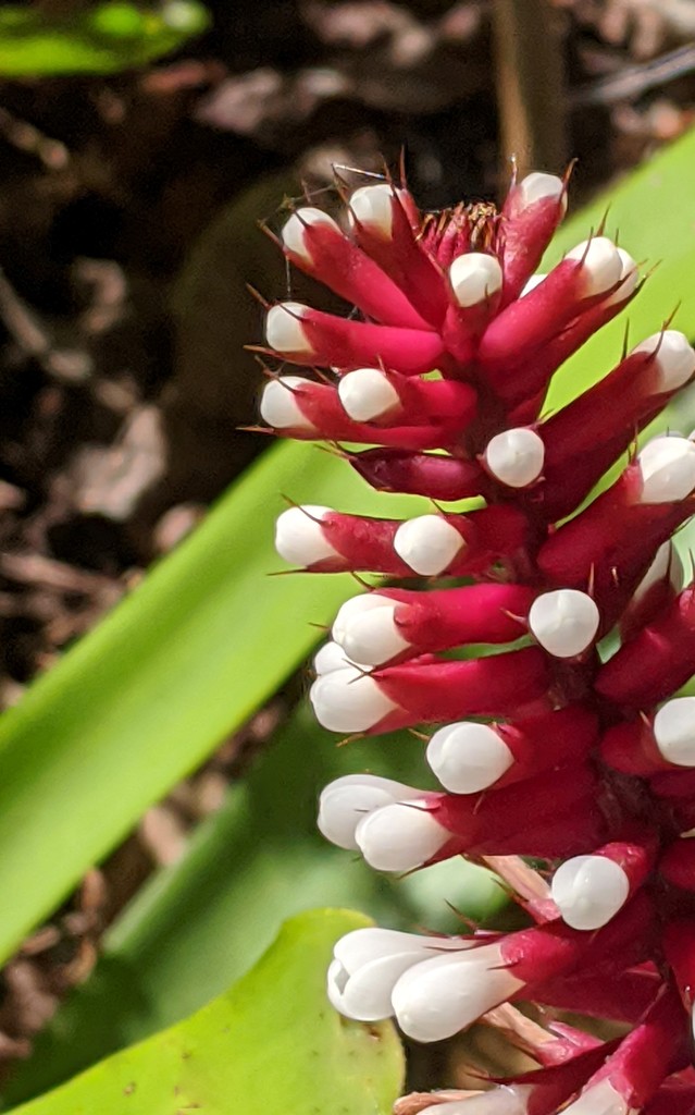 Bromeliad by sandradavies