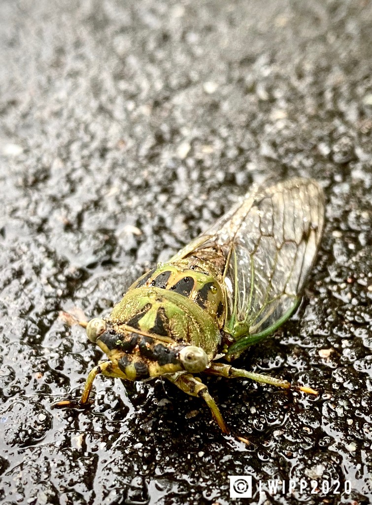 Cicada Crossing by lesip