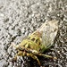 Cicada Crossing by lesip
