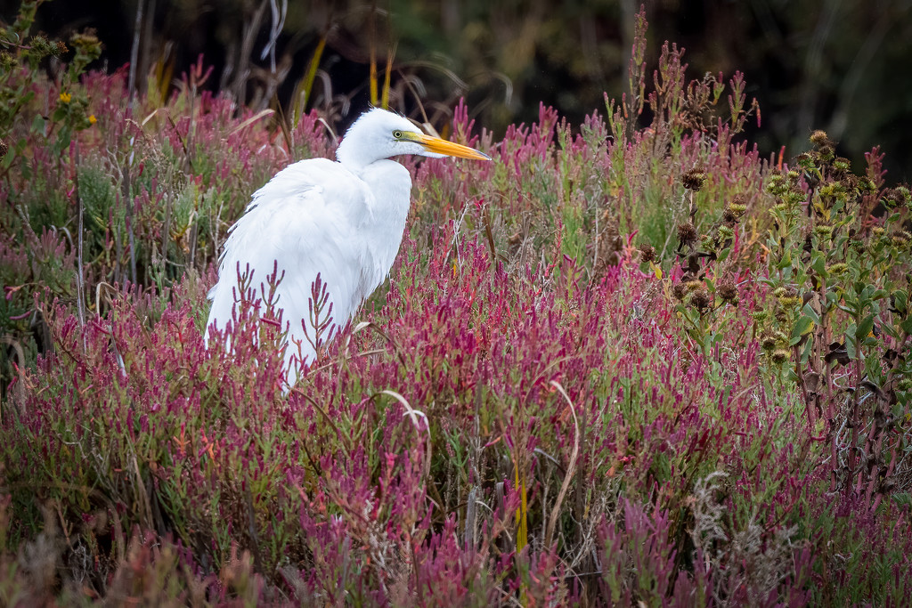 Great Egret and flowers by nicoleweg