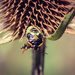 Tortoise Beetle on Teasel by juliedduncan