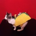 Taco Cat by cjwhite
