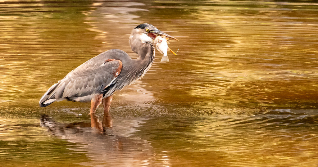 Blue Heron With a Mouthfull! by rickster549
