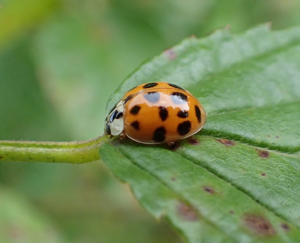 Ladybug Love by cjwhite
