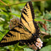 Eastern Tiger Swallowtail Butterfly! by rickster549