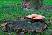 2nd Sep 2020 - Another large mushroom