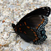 Red-spotted Purple by rhoing