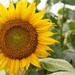 Sunflower2 by dawnbjohnson2