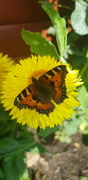 3rd Sep 2020 - Butterfly 