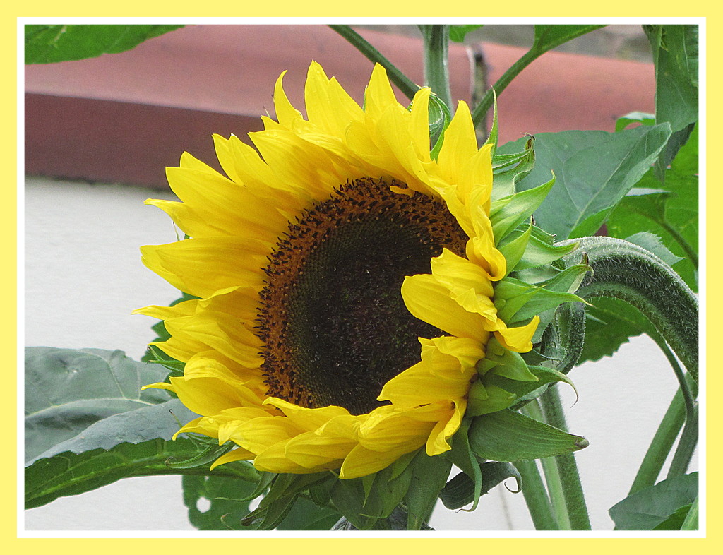 The Vine House Sunflower. by grace55