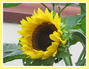 3rd Sep 2020 - The Vine House Sunflower.