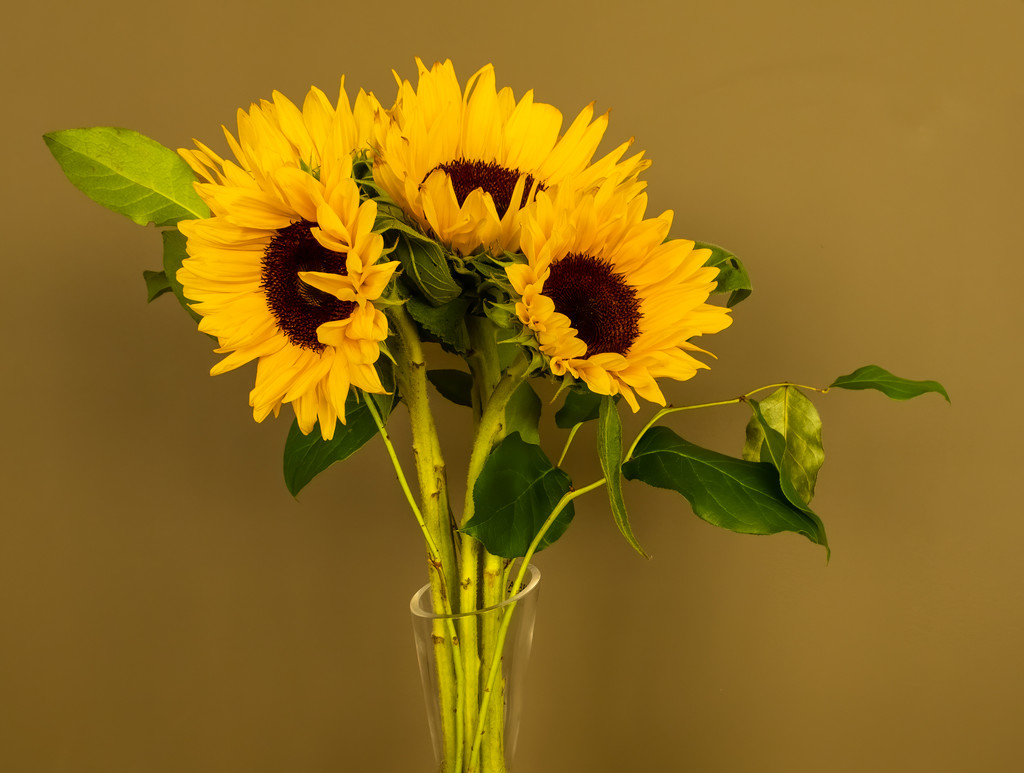 Sunflowers by sprphotos
