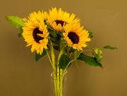 31st Aug 2020 - Sunflowers