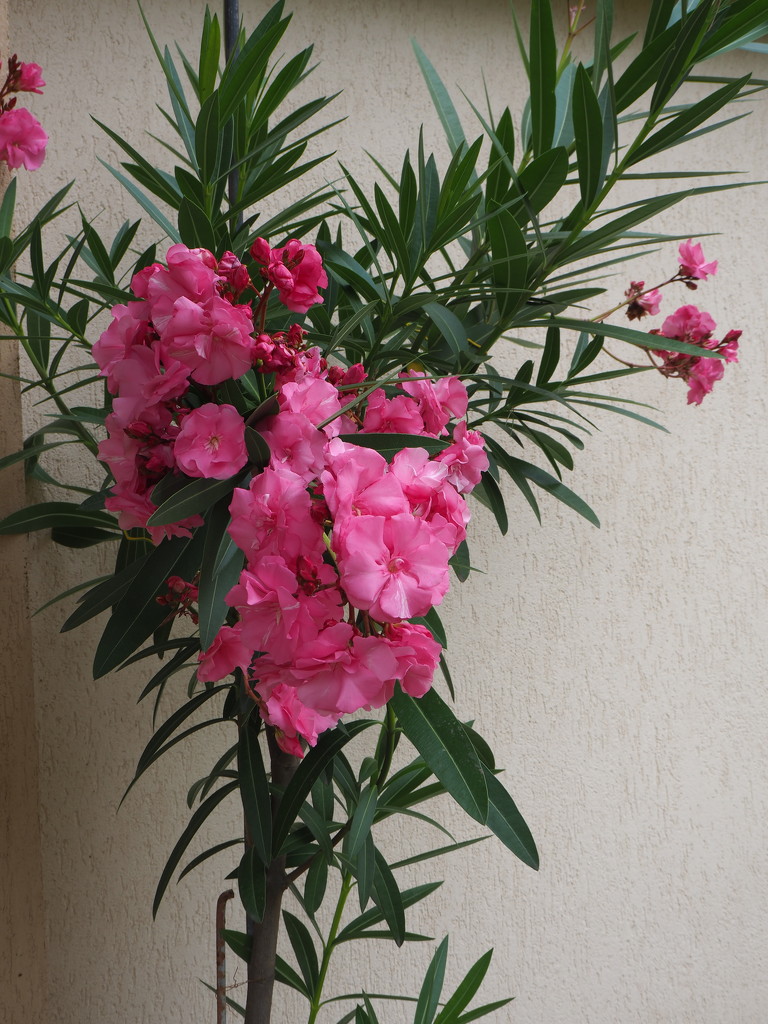 Pink oleander by monikozi