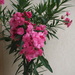 Pink oleander by monikozi