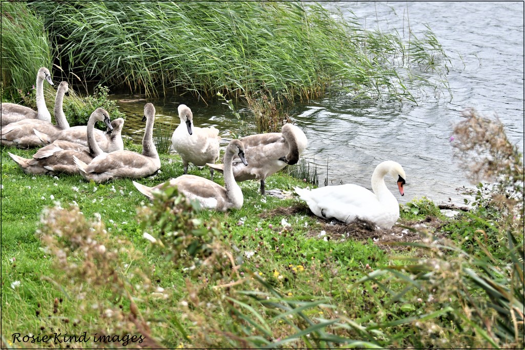 The swan family by rosiekind