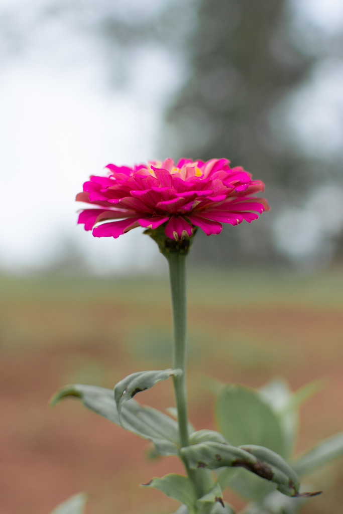 Zinnia... by thewatersphotos