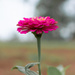 Zinnia... by thewatersphotos