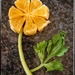 Orange Flower  by salza