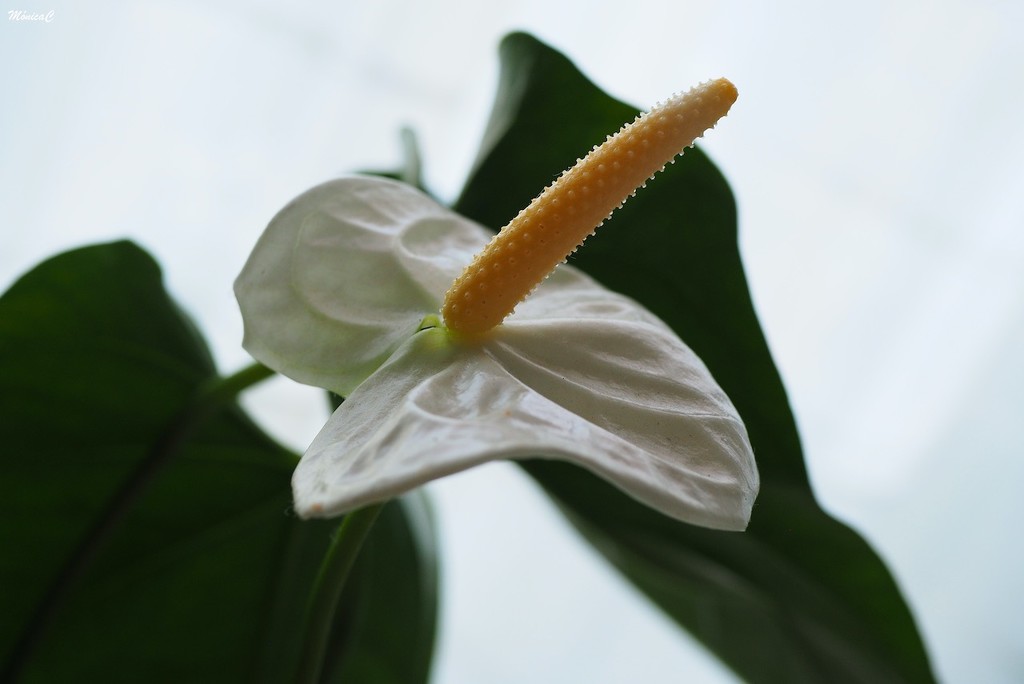White anthurium by monicac