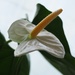 White anthurium by monicac