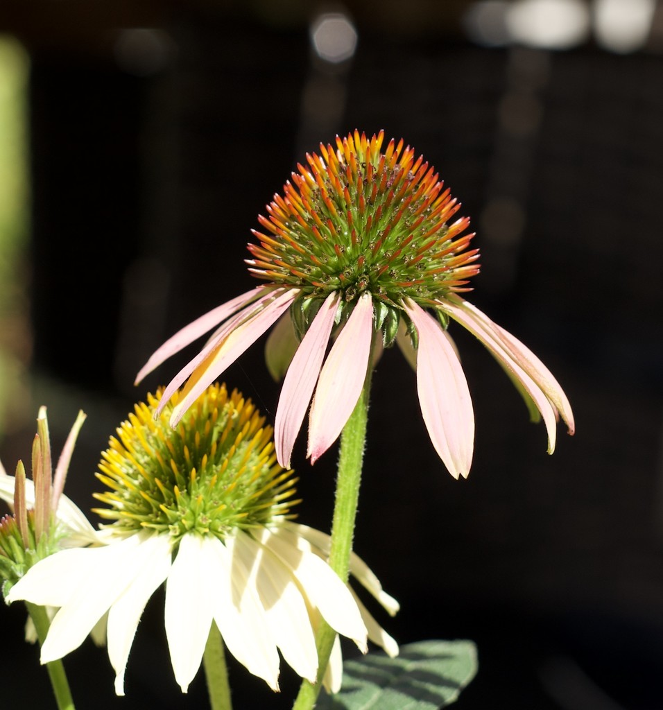 echinacea by orion5d