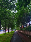 3rd Sep 2020 - Another avenue of trees