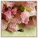 Tiny Lady Beetle ~   by happysnaps