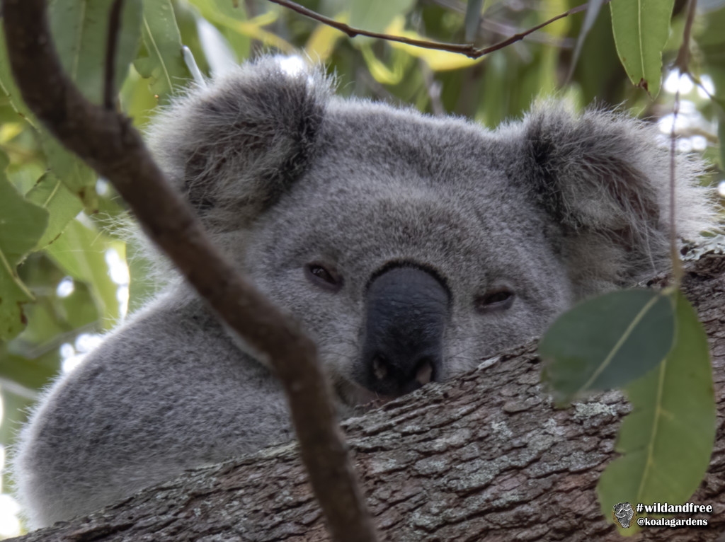 Look into my eyes by koalagardens