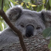 Look into my eyes by koalagardens