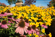 3rd Sep 2020 - Coneflower Distraction