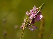 3rd Sep 2020 - obedient plant