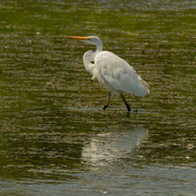 3rd Sep 2020 - Great Egret