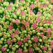 Sedum by gijsje
