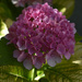 Hydrangea Blossom by bjywamer