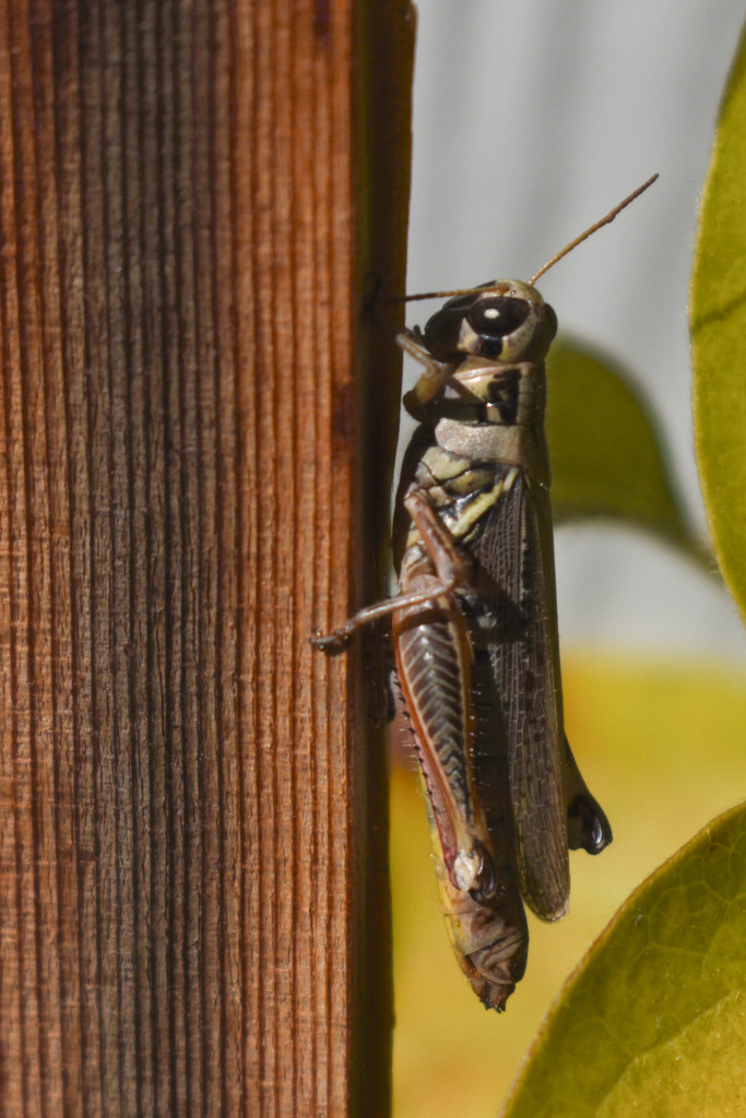 Grasshopper by bjywamer
