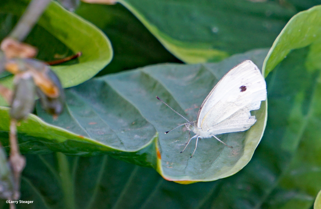 Cabbage White by larrysphotos