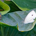 Cabbage White by larrysphotos