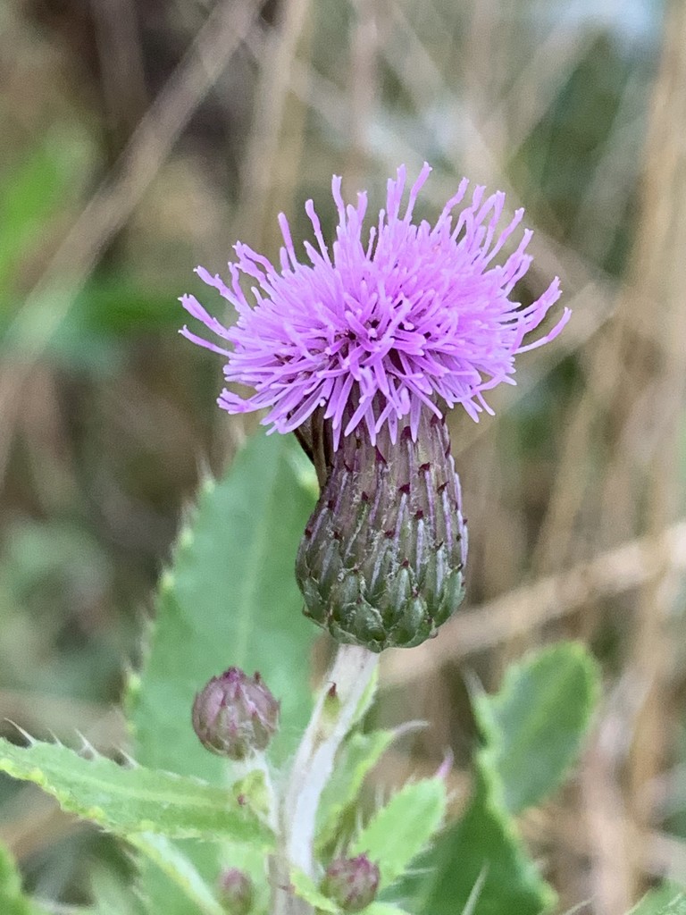 Thistle by kdrinkie