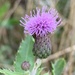 Thistle by kdrinkie